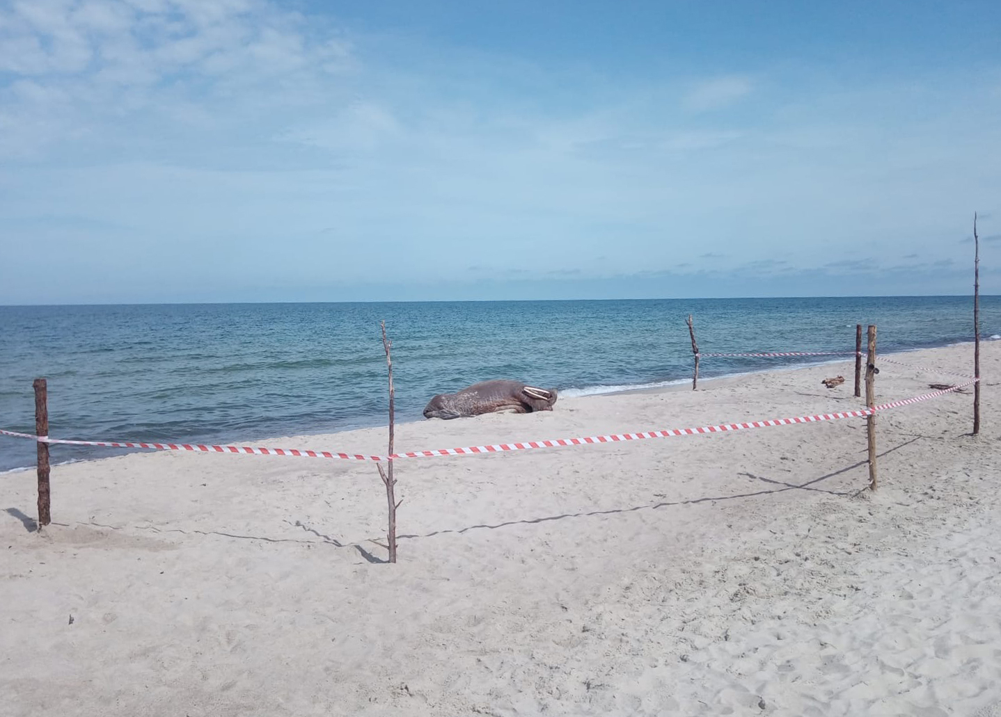 На побережье Балтики вынесло моржа