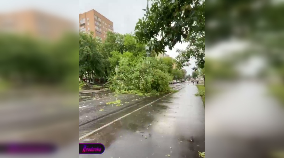 В Москве из-за мощнейшего ливня повалило деревья