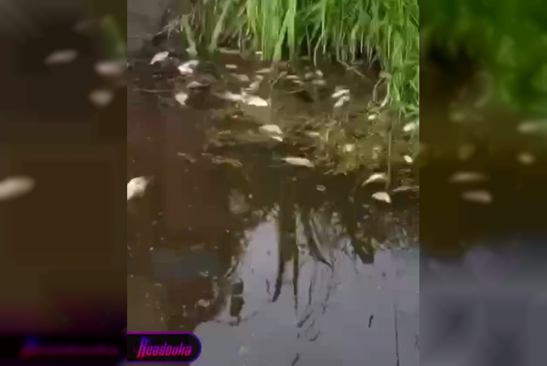 Экоцид в Подмосковье: массово гибнет флора и фауна
