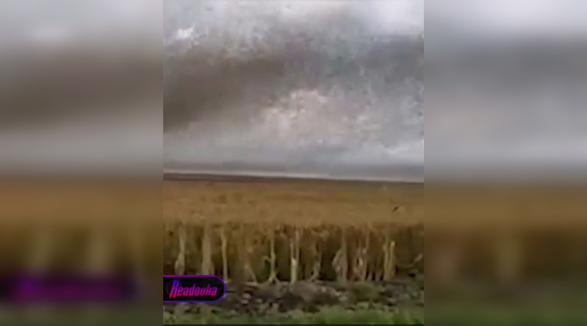 Полчища саранчи атаковали поля Краснодарского края