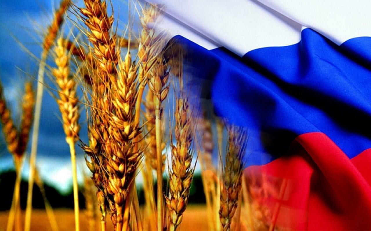 Египет отказался от украинского зерна и купит его в России