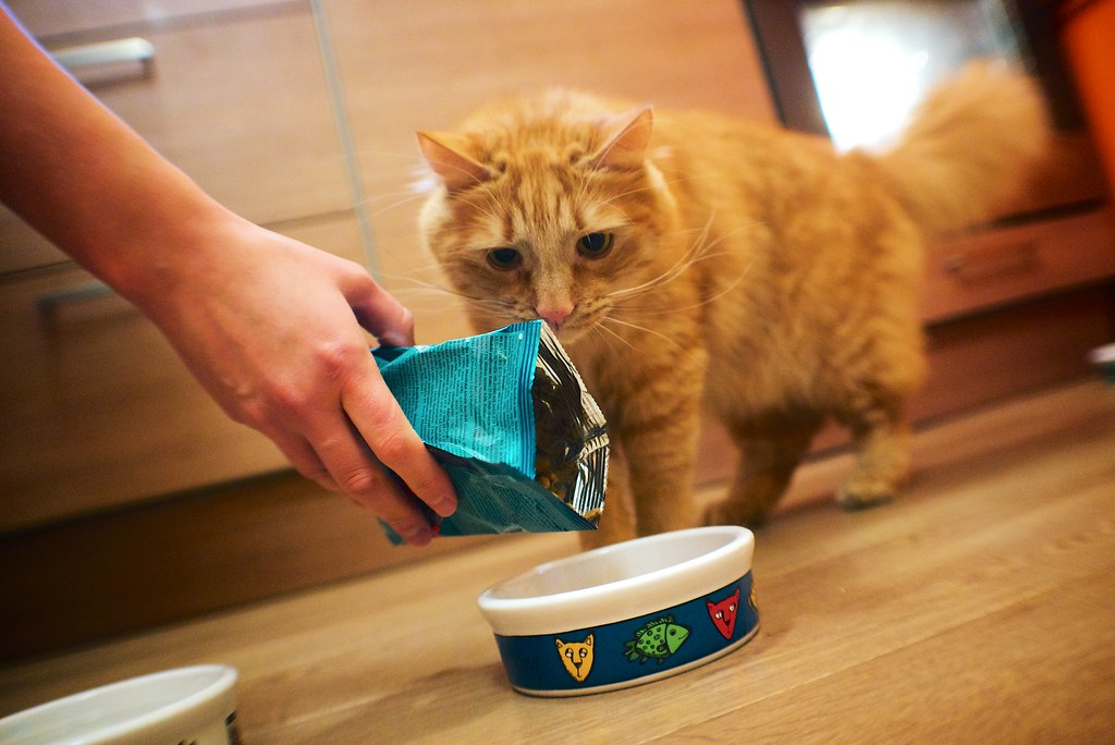 Purina прекращает производство и продажу в России кормов для кошек и собак
