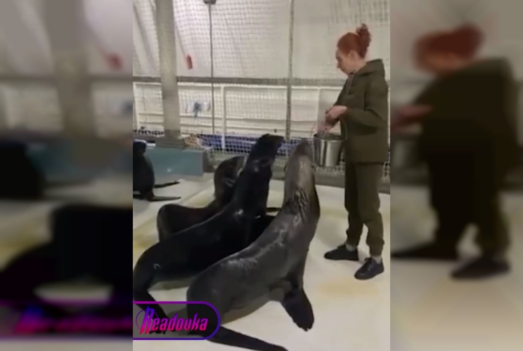 Спасенные из Севастопольского дельфинария морские котики теперь в безопасности