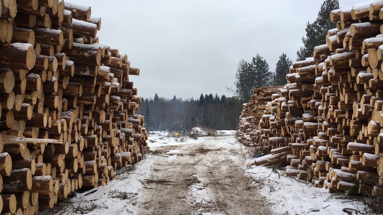 В России подняли арендные ставки за пользование лесами