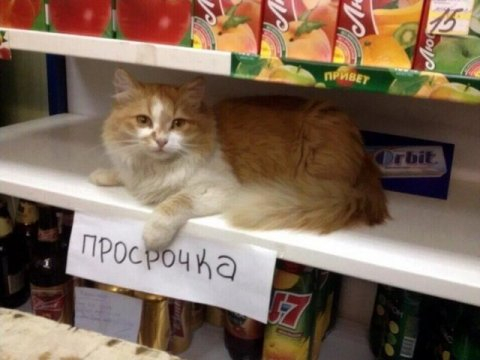 В России внедрят систему, не позволяющую продавать «просрочку» и нелегальный табак
