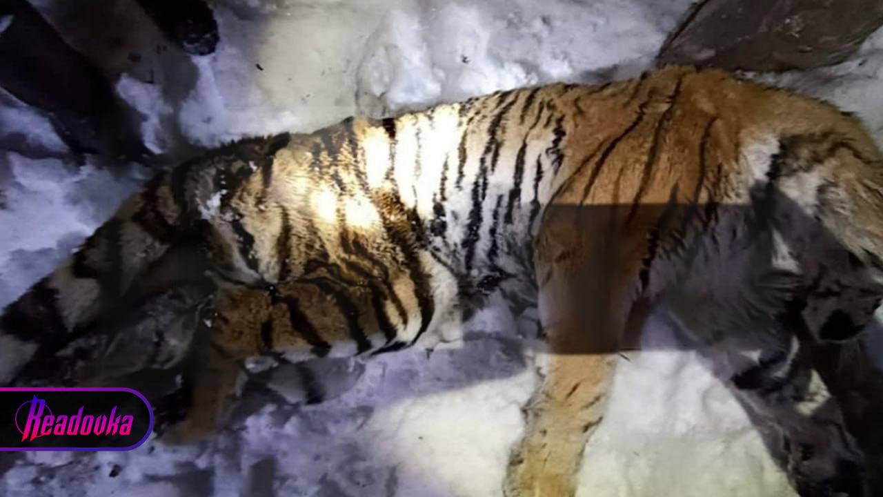 В Хабаровском крае истощенный тигр напал на тракториста, мужчину доставили в реанимацию