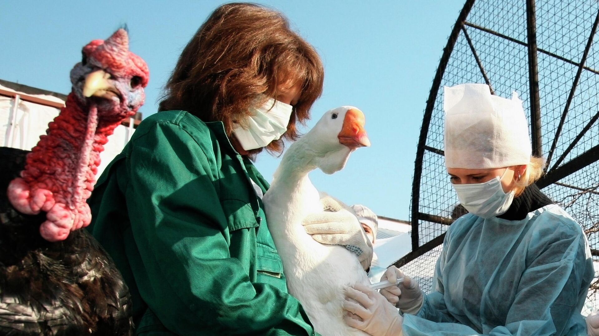 В Китае зафиксировали первую в мире смерть от птичьего гриппа H3N8
