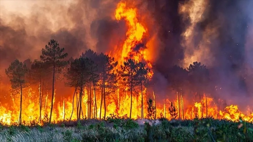 Количество жертв стихийного пожара в Курганской области возросло до 14 человек