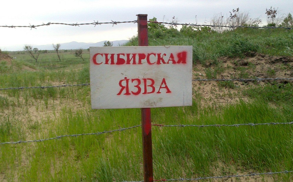 В Воронежской области зарегистрирован случай заболевания сибирской язвой