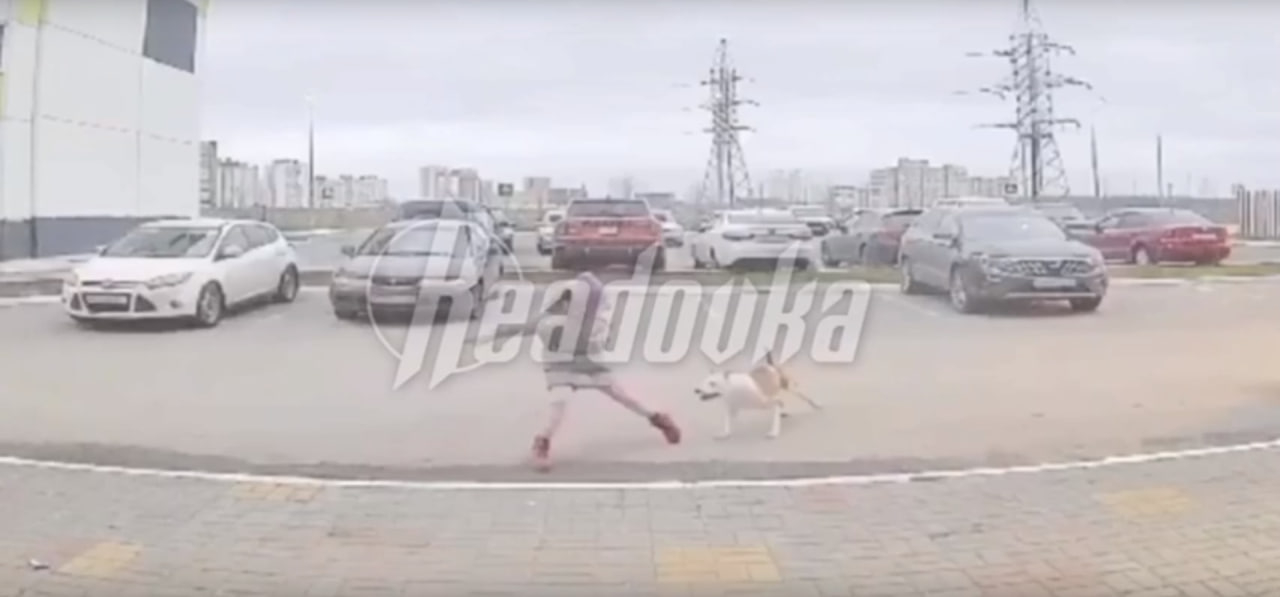 «Она не кусается»: в Калуге бойцовская собака чуть на загрызла ребенка