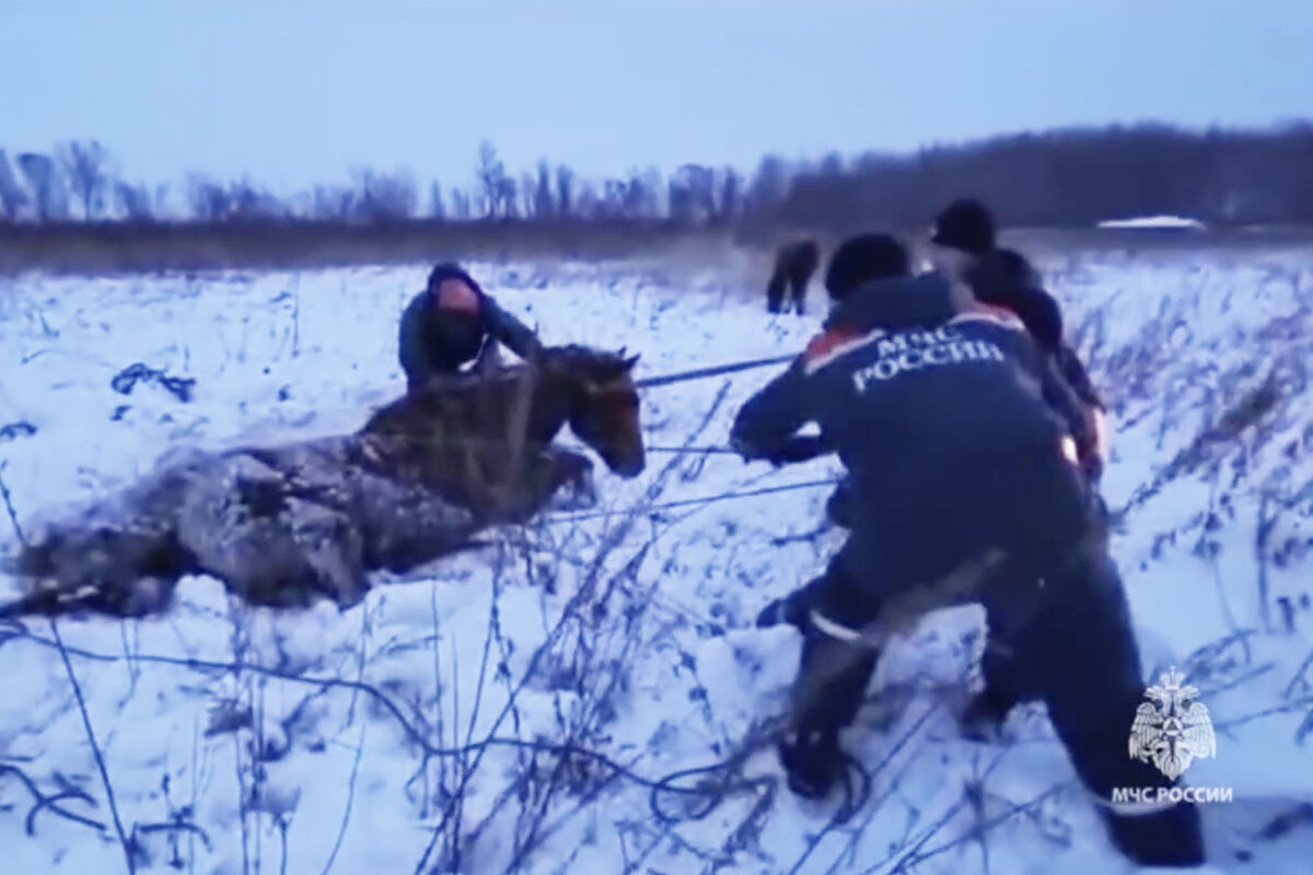 В Хабаровском крае спасли лошадь, примерзшую к земле