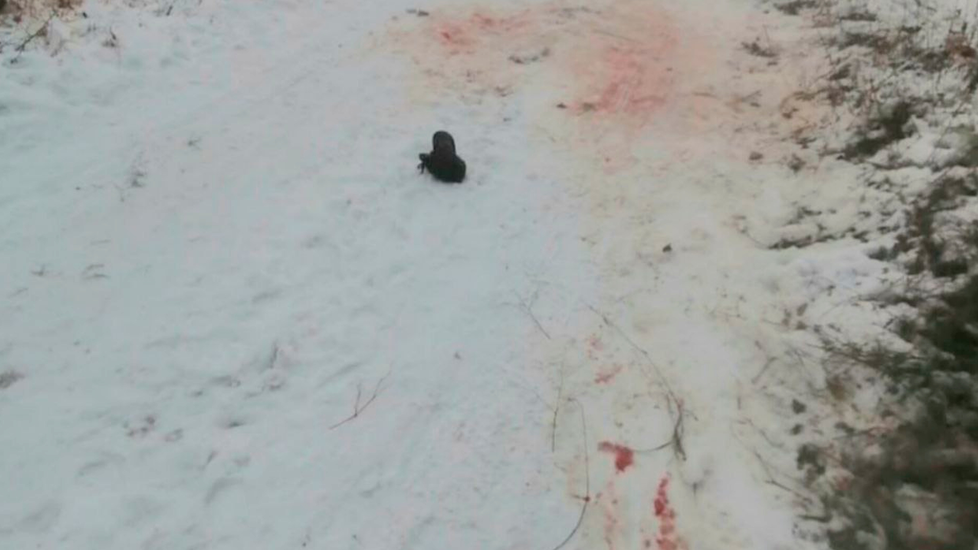 В Иркутской области стая собак разорвала пенсионера