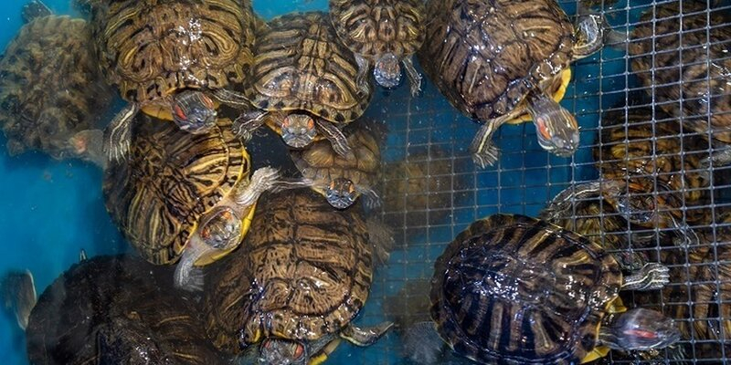 AP: в Танзании свыше 80 человек отравились мясом морской черепахи
