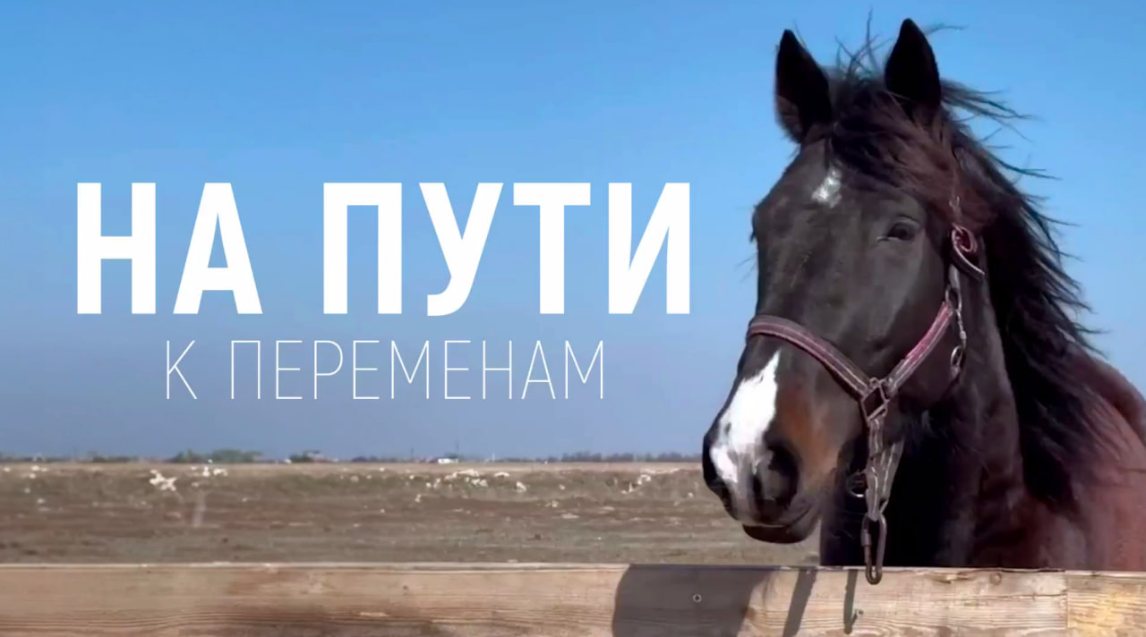 «С любовью к делу и верой в лучшее»: сюжет «Главного в Херсоне и области» о жизни конного клуба в Скадовске