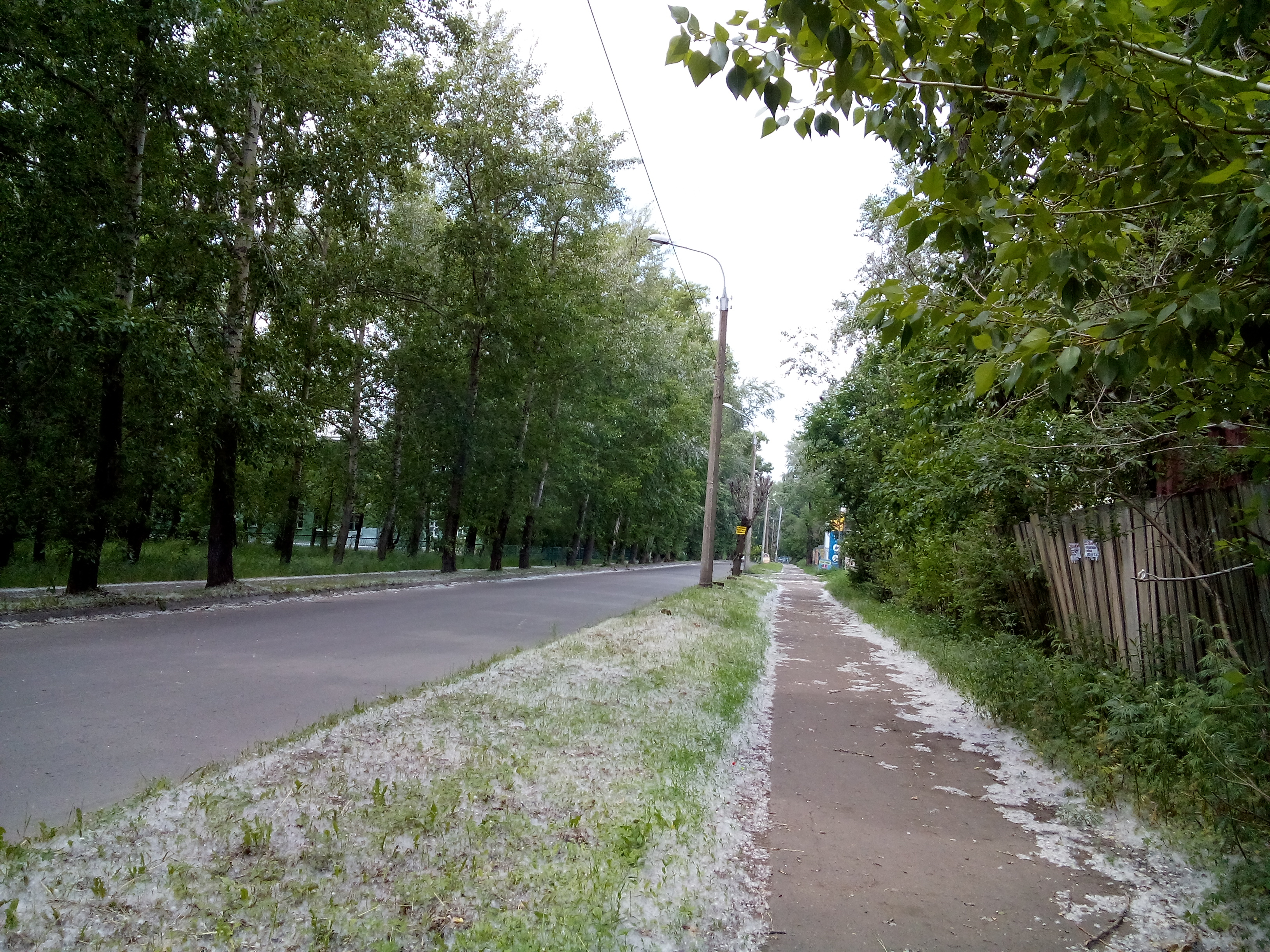 Иммунолог Болибок опроверг существование аллергии на тополиный пух