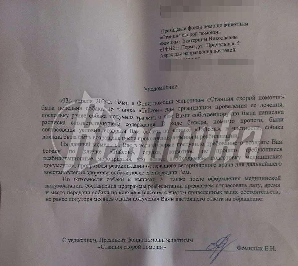 Верните Молли: укравшие собаку в Казани мошенники вновь отказались вернуть ее хозяевам спустя два месяца