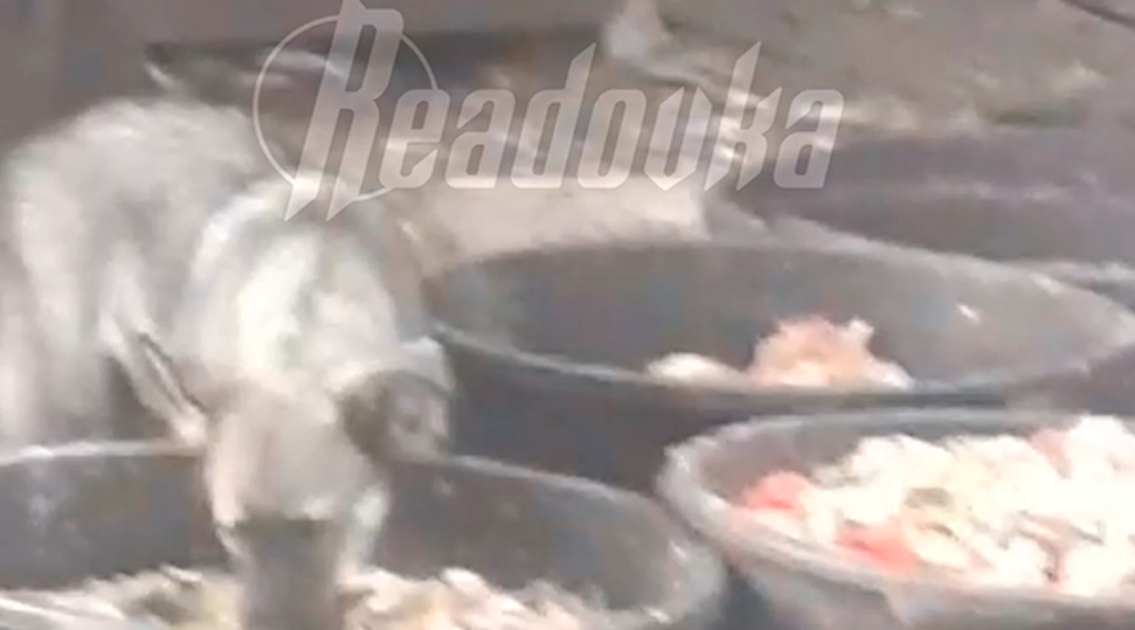 В Севастополе женщина организовала собачий питомник с антисанитарией
