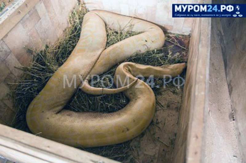 На автостоянке в «Газели» нашли трупы крокодила и питона