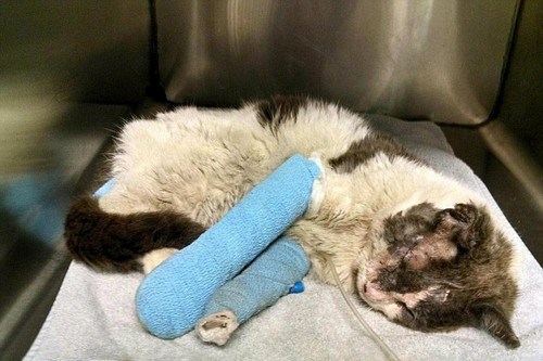 Четырёх котов выбросили с 14 этажа