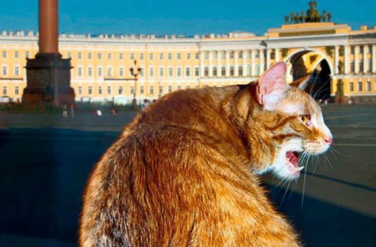 Мы – первые по любви к кошкам