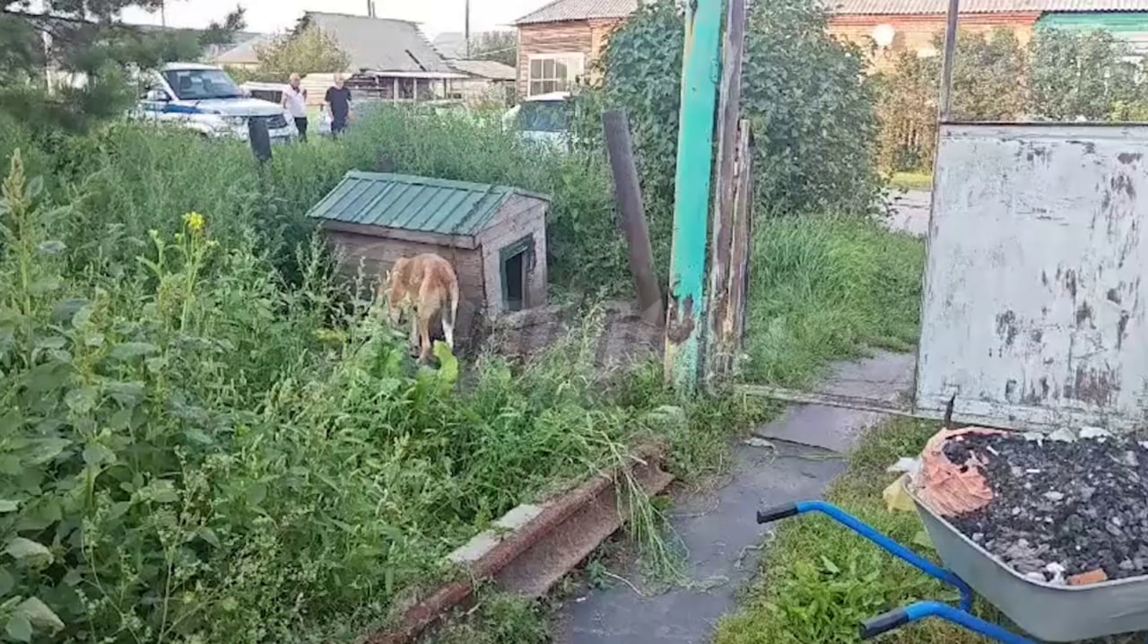 В Кузбассе собака загрызла насмерть 6-летнего ребенка