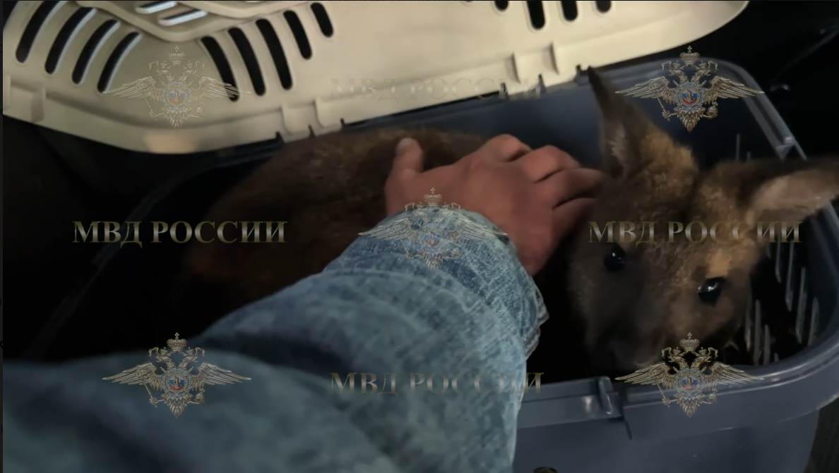 Похищенный из ярославского зоопарка кенгуренок найден