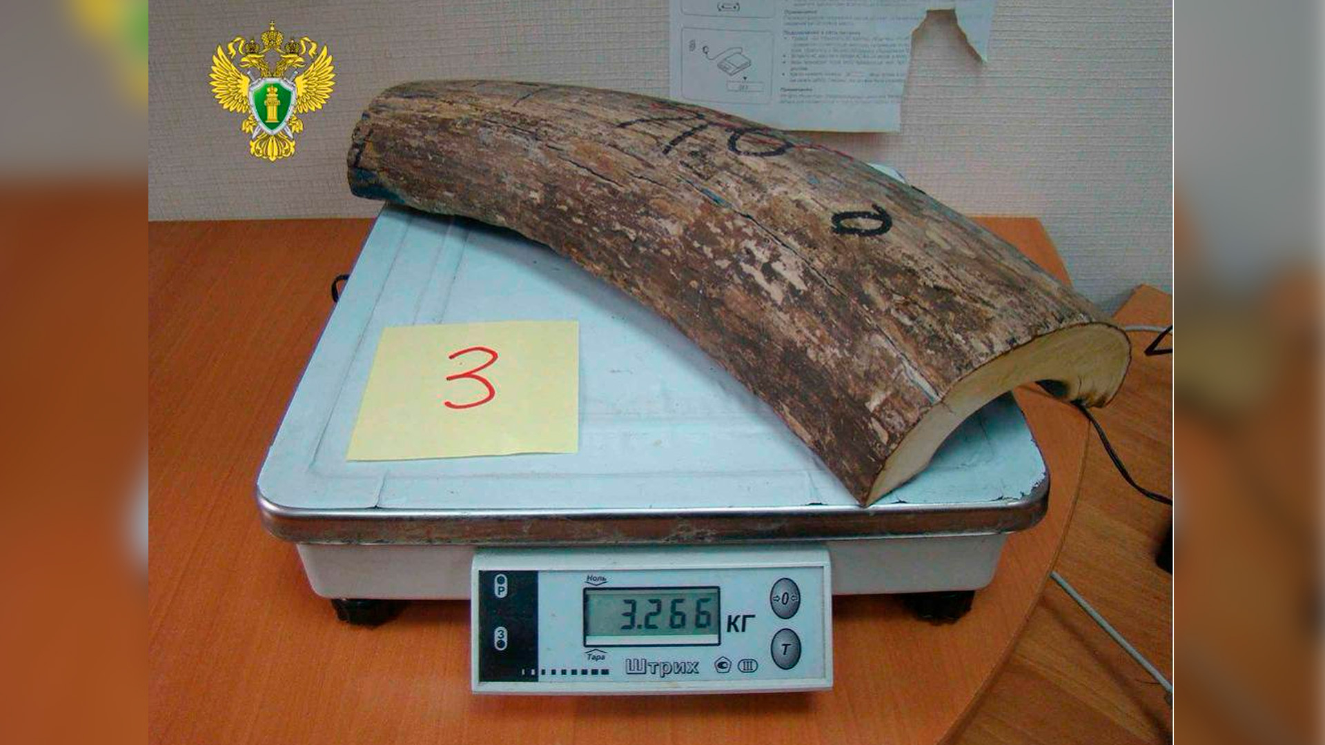 В Приморье двое россиян незаконно вывезли за границу 16 тонн бивней мамонта
