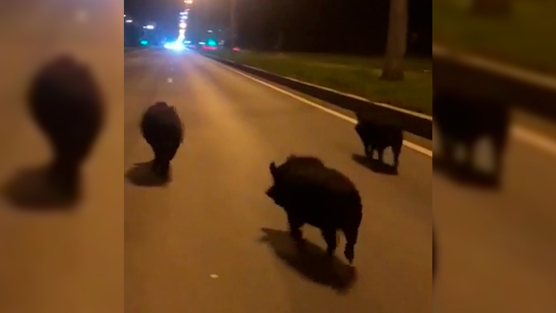 Появление черных свиней в Петербурге крайне удивило местного жителя