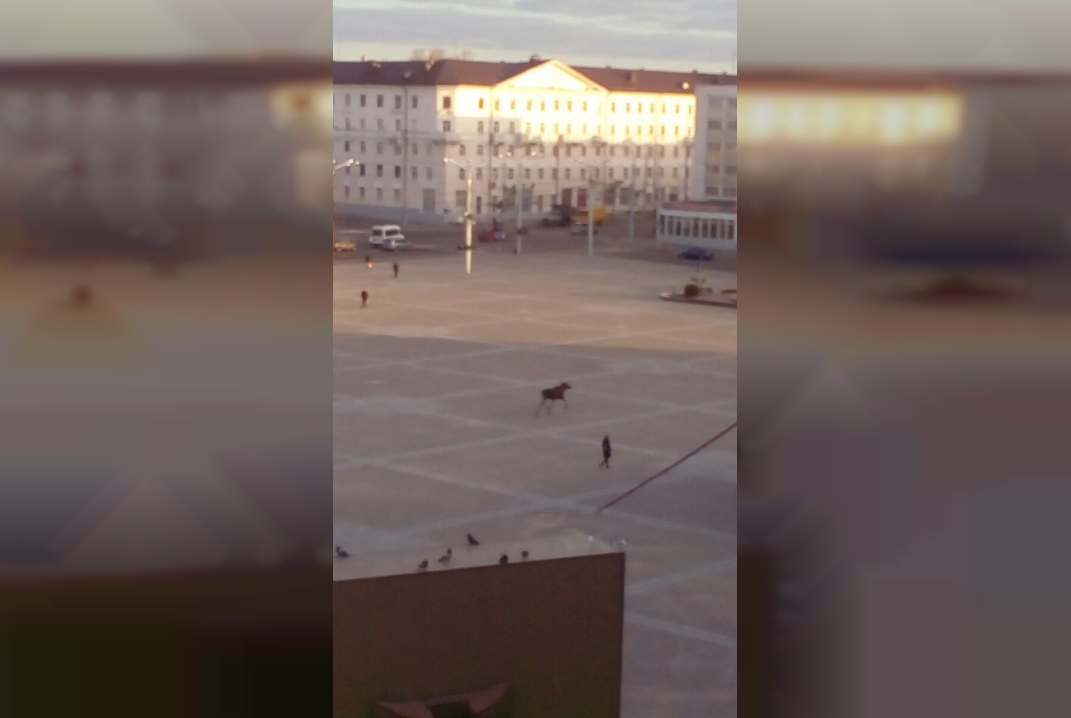 По площади Победы спокойно гулял лось