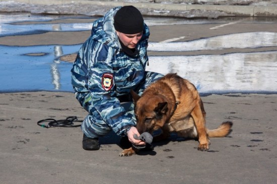 Пёс Амур ценой своей жизни спас от смерти жильцов целого дома
