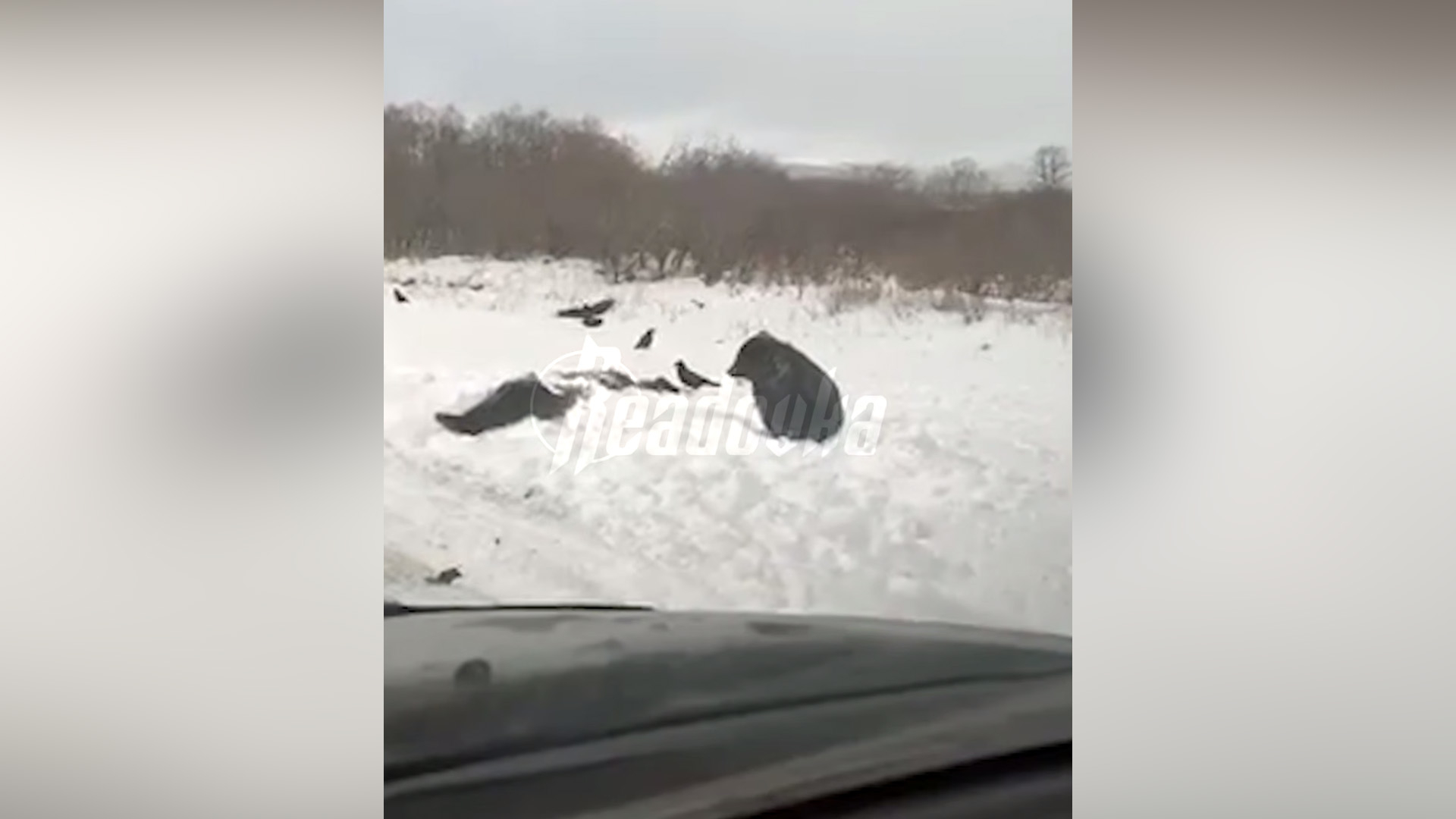 На Камчатке сбили еще одну медведицу