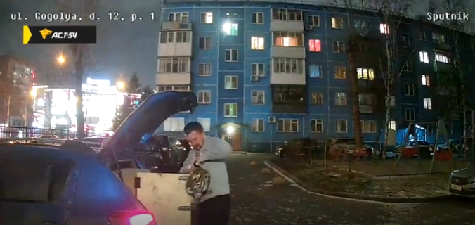 В Новосибирске мужчина завел тигренка в многоквартирный дом