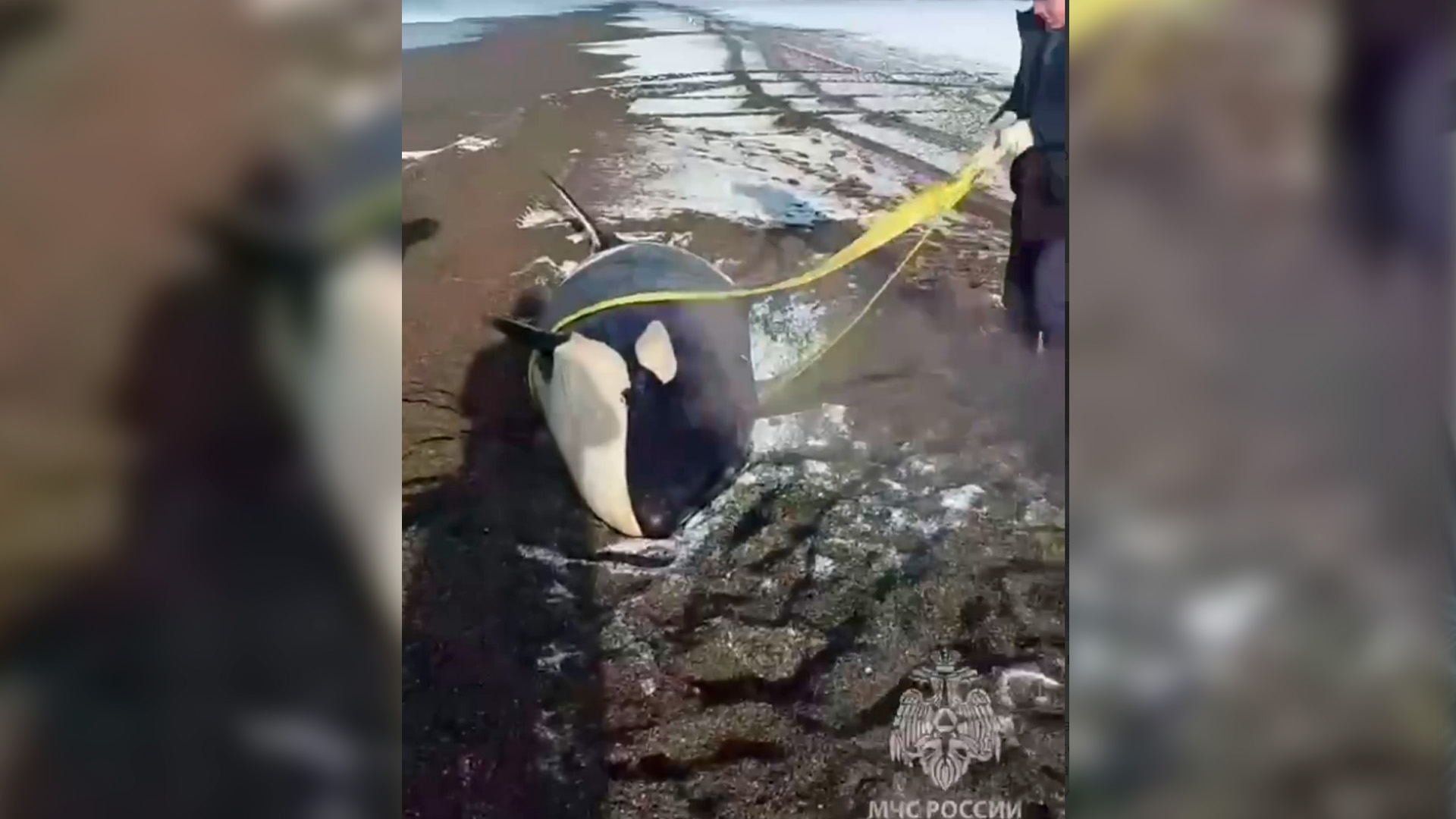 На Камчатке началась операция по спасению выброшенной на берег косатки