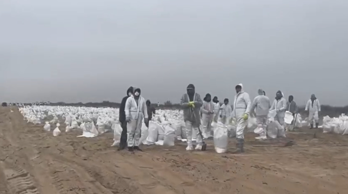 Стали известны сроки завершения основных работ по очистке побережья Кубани от мазута