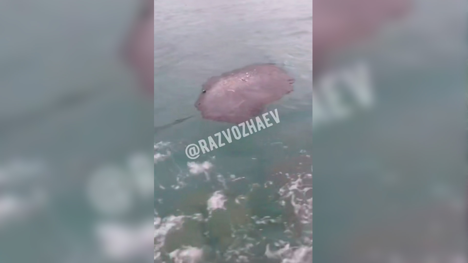 В Севастополе зафиксировали загрязнение мазутом