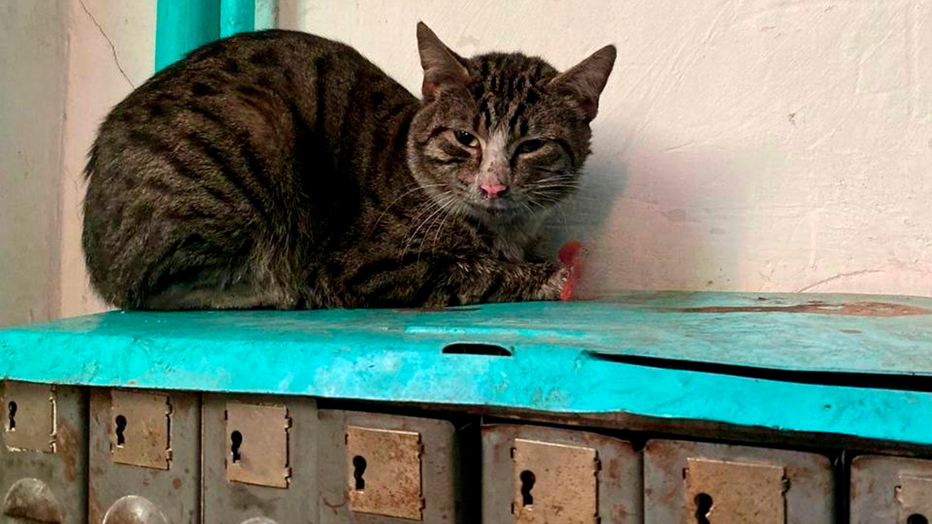 Коты сожгли квартиру в Карачаево-Черкессии