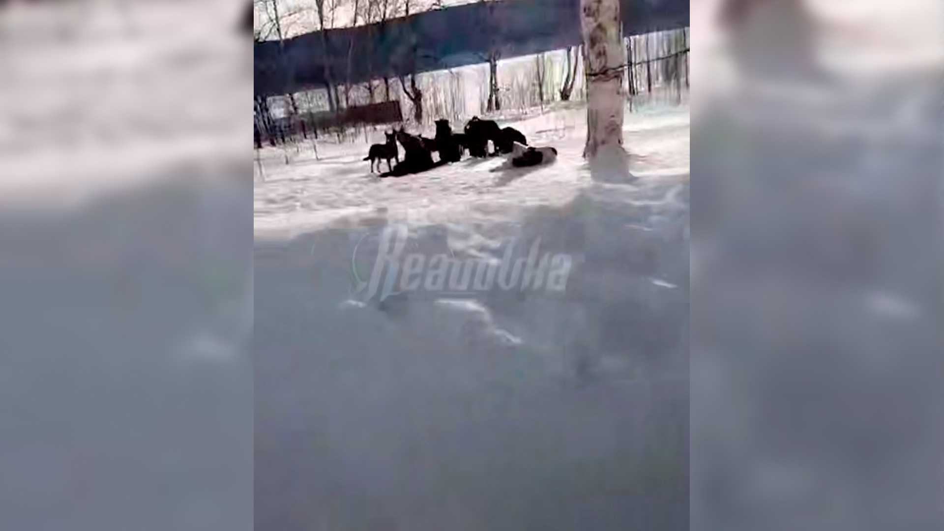 Свора псов набросилась на 10-летнюю девочку в Хабаровском крае