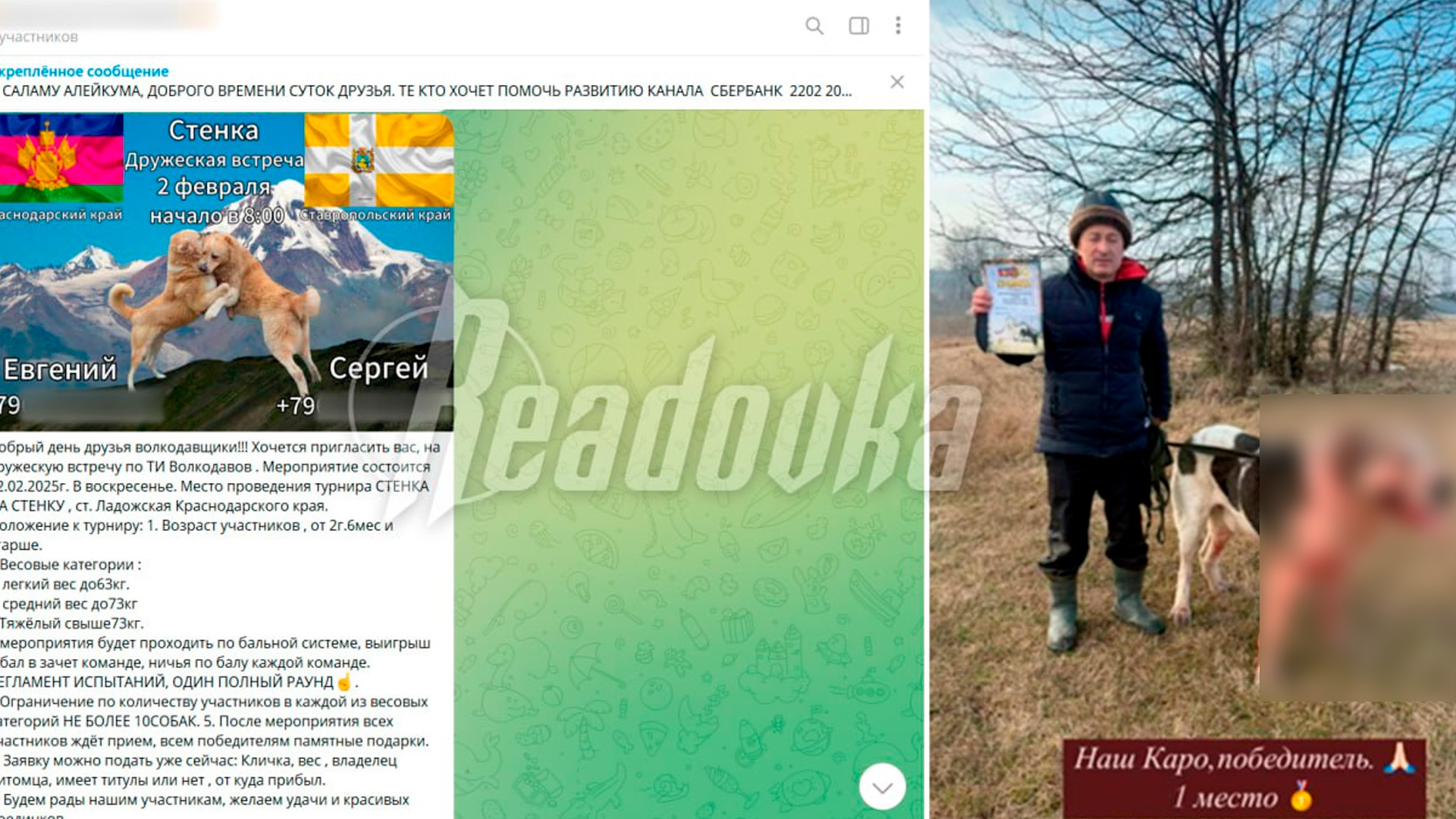 В Краснодарском и Ставропольском краях под видом «дружеских встреч» стали проводить подпольные собачьи бои. 18+