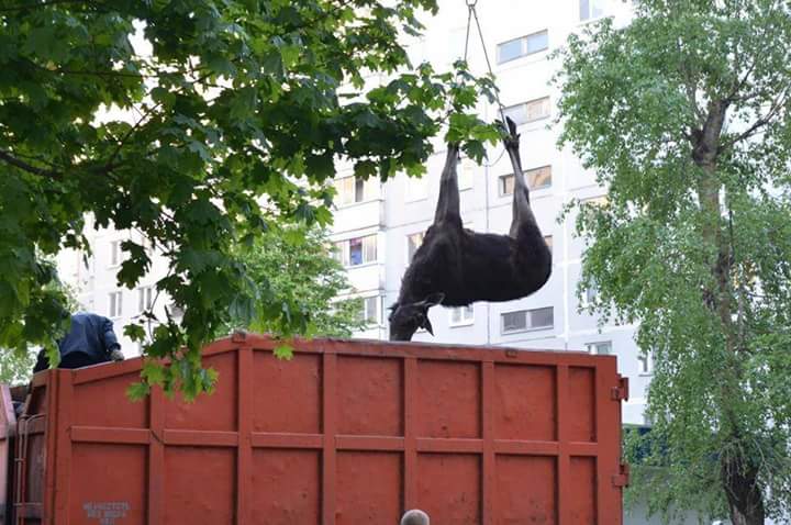 Фото: лосёнка ликвидировали во дворе - на глазах у детей и случайных прохожих