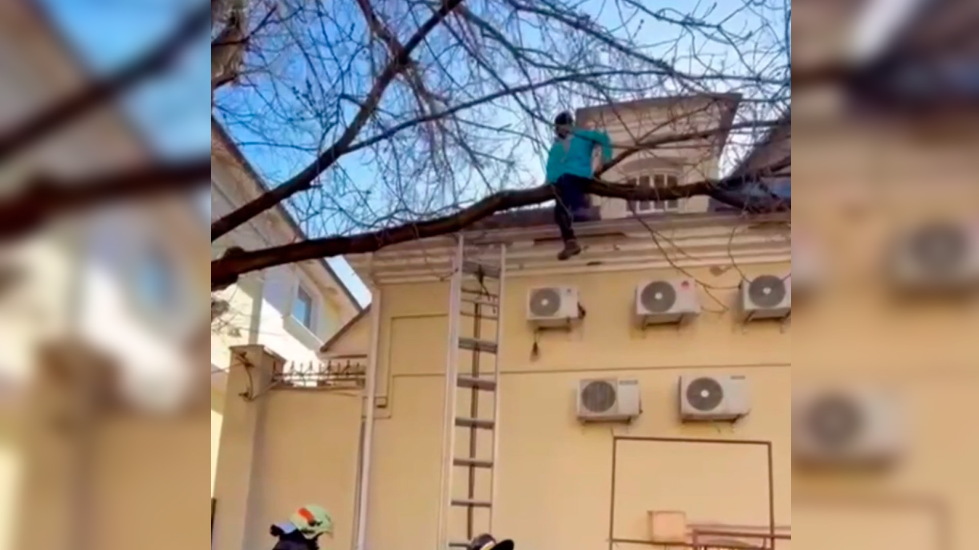 Курьер застрял на дереве при попытке выйти из здания в центре Москвы