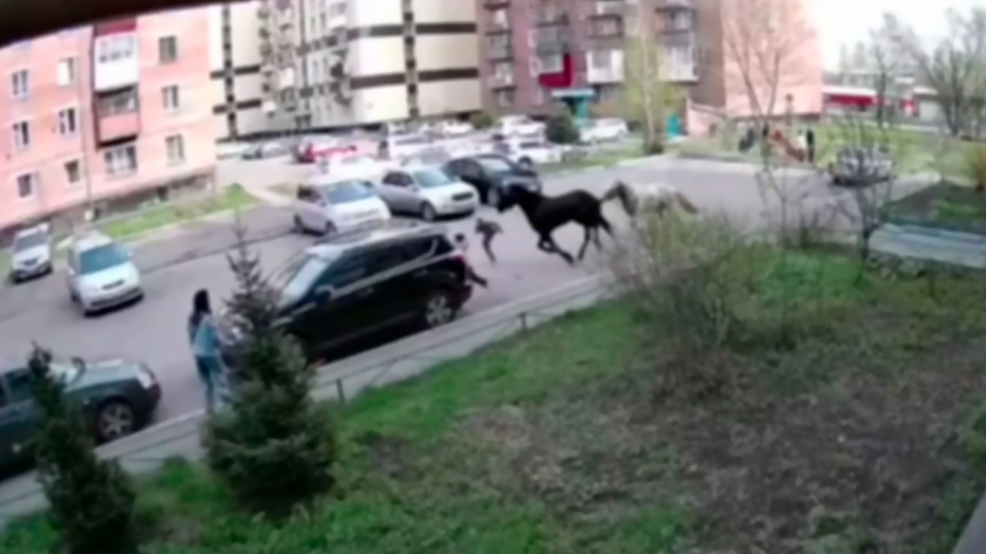 Лошади сбили 7-летнюю девочку в Новокузнецке