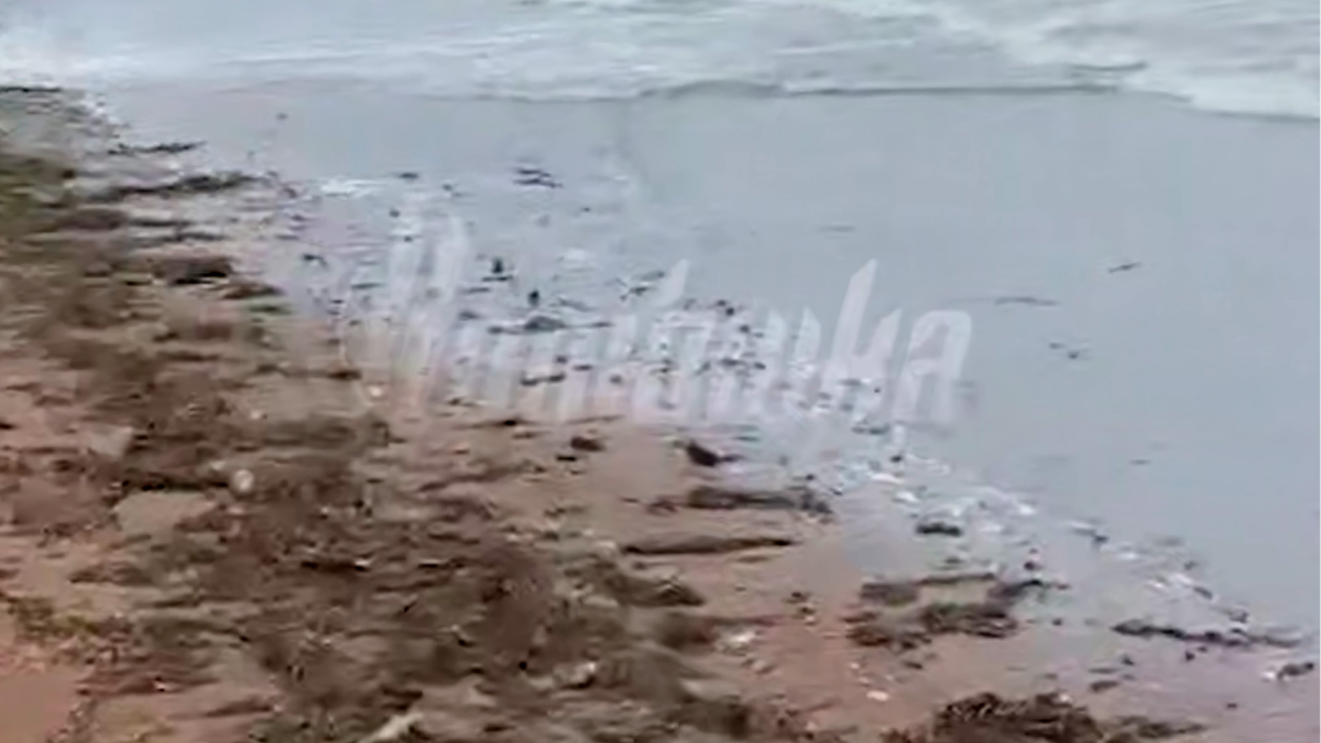 Жители Сахалина заметили пятна мазута на берегу Анивского залива