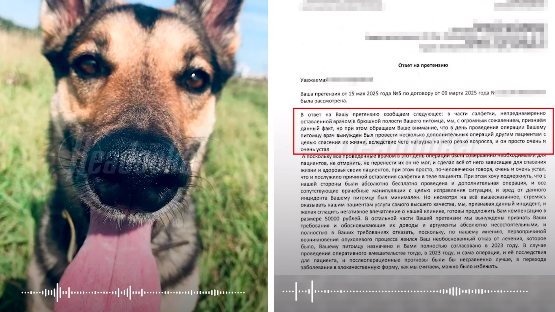 Петербургская ветклиника оправдала забытую в собаке салфетку усталостью хирурга