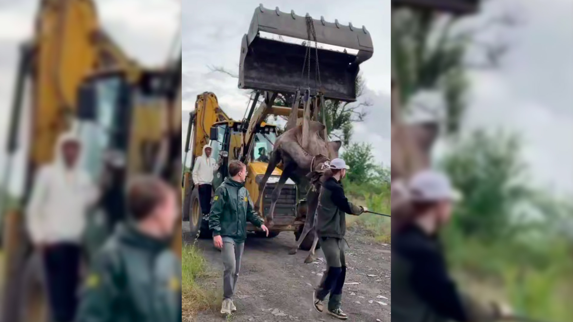 Упрямого верблюда в ростовском зоопарке доставили на свидание с невестами на экскаваторе