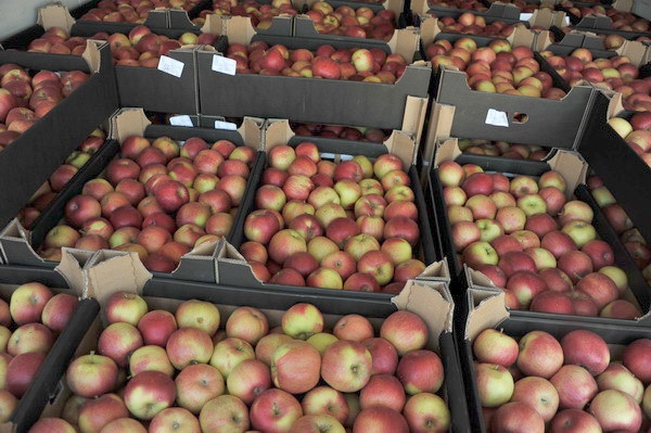 Белорусы продолжают ввозить в Россию запретные плоды и продукты