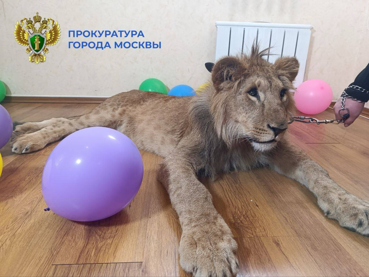 Прокуратура спасла львят из частного дома в Москве