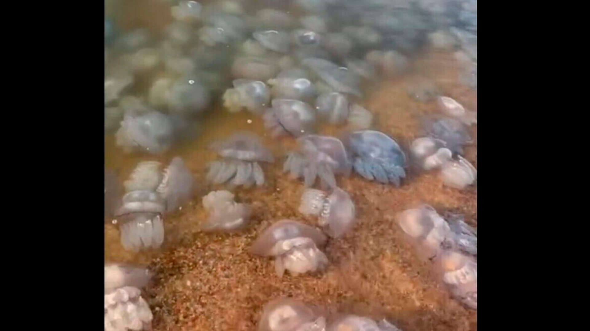 Тысячи медуз заполонили Азовское море