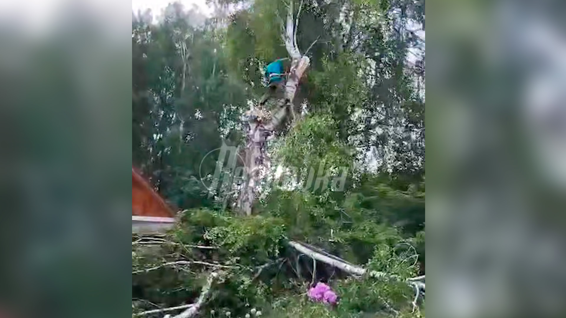 В Уфе береза чуть не убила мужчину во время спила дерева