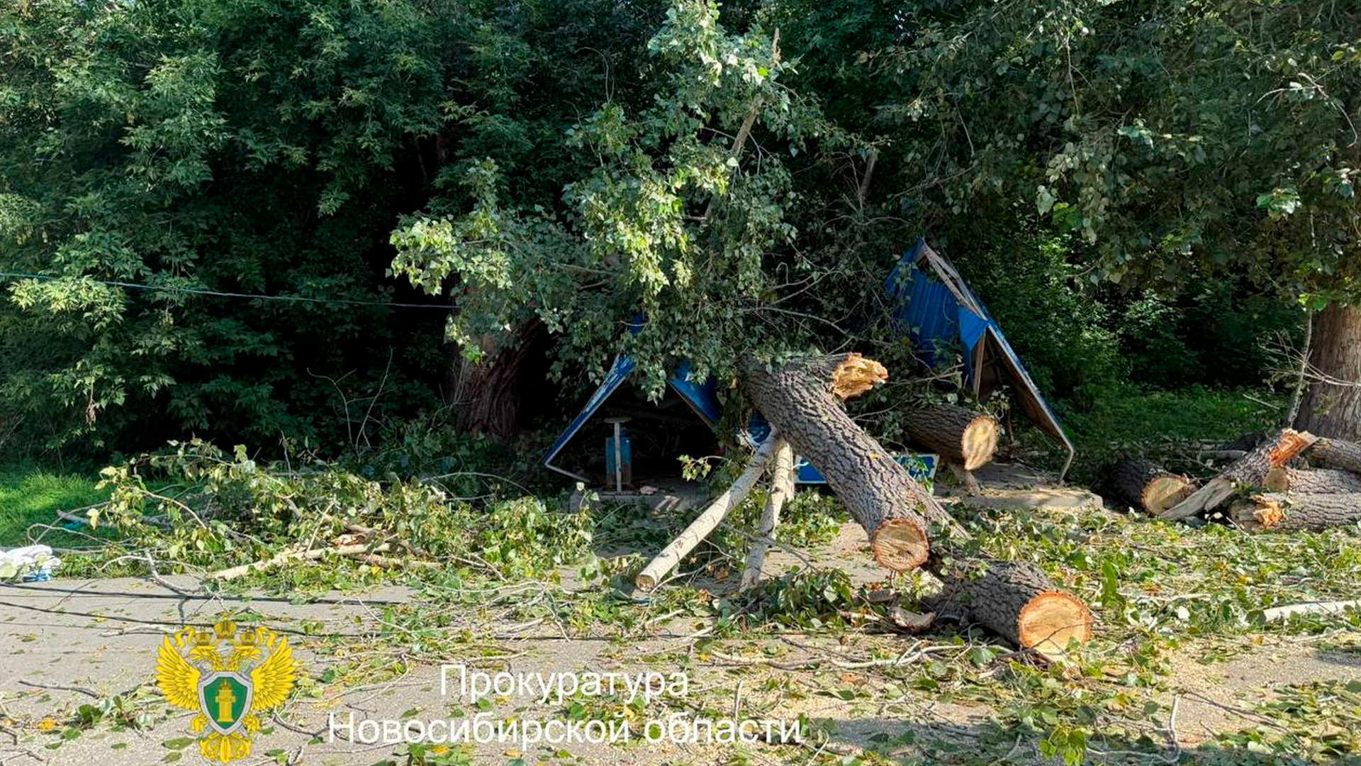 Дерево рухнуло на остановку с людьми в Новосибирске