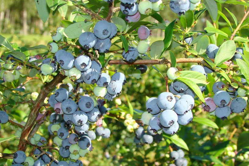 Россиянин заплатит не больше 300 тыс руб за 20 тонн украинской голубики